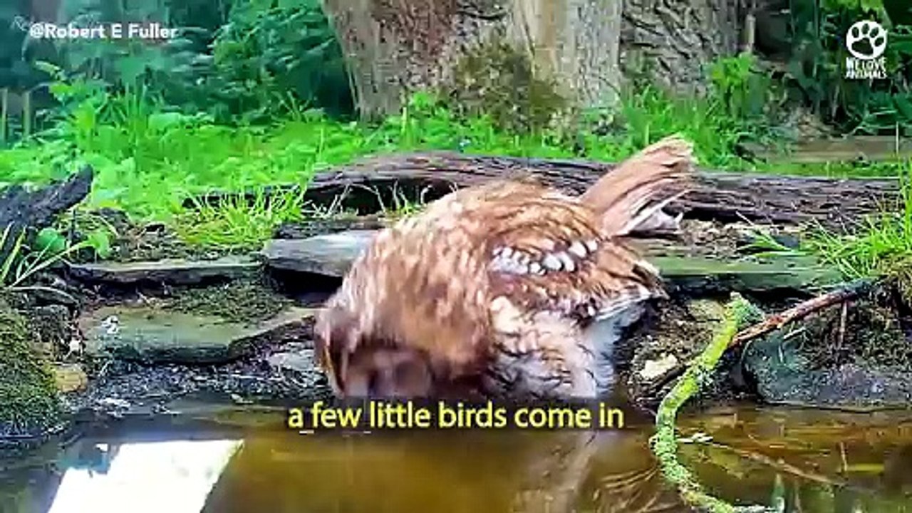 This Is What Happens When You Build A Wildlife Pond