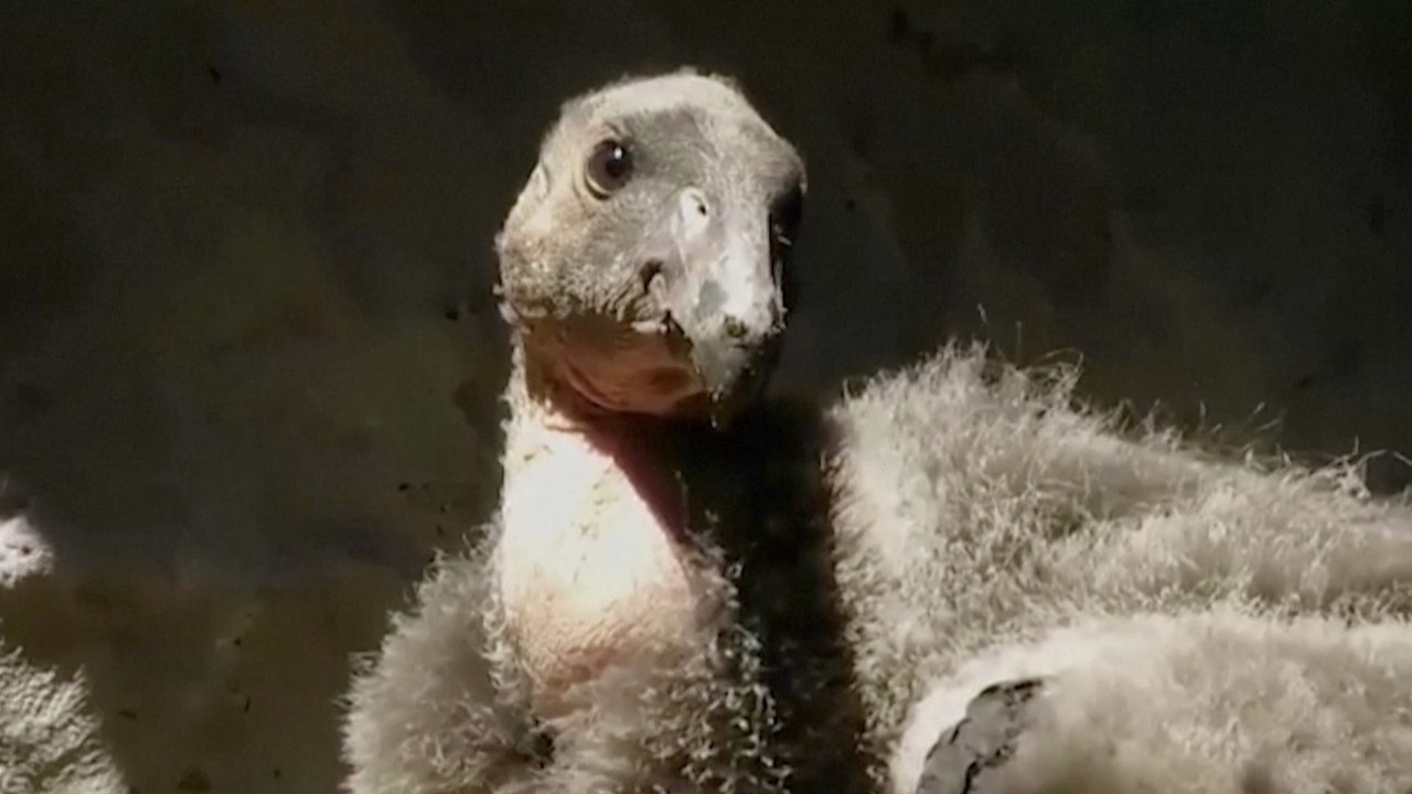 Meet Enya and Hulu: California Condors Set for Life in the Wild