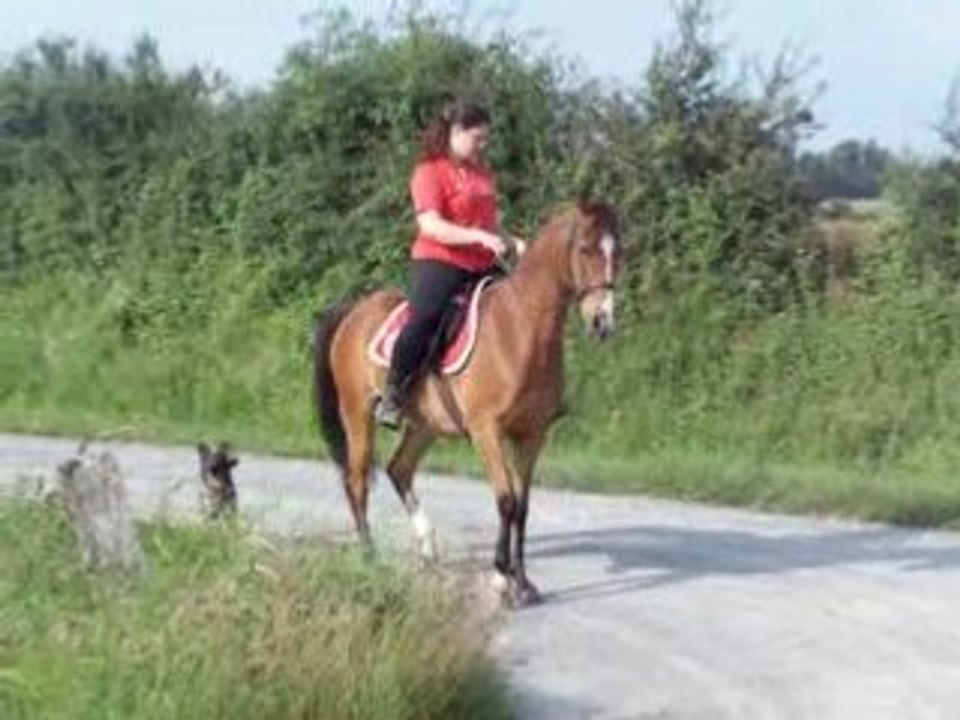 lagon piaffe sans mors