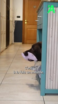 Canis, des meubles qui on du chien à Bois-de-Villers