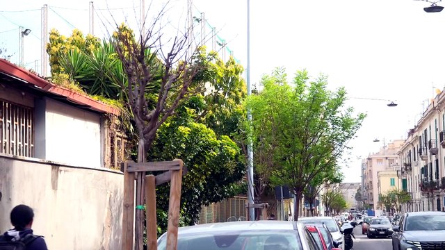 Verde urbano a Messina: piano straordinario per gli alberi di ForestaMe danneggiati o secchi