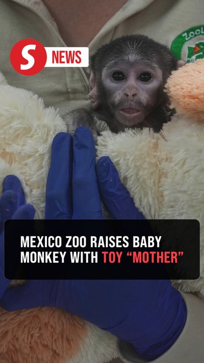 Mexico orphaned baby monkey finds comfort in stuffed toy