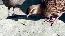Amazing Iranian Teetar Pair in HD Nature Lovers Must Watch Beautiful Irani Teetar pair video