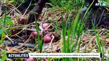 FR  Des rendements jugés satisfaisants dans les fermes ANIDA de Nguéniène et Séssène