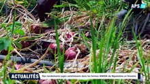 WLF  Des rendements jugés satisfaisants dans les fermes ANIDA de Nguéniène et Séssène