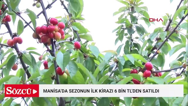 Manisa'da sezonun ilk kirazı 6 bin TL'den satıldı
