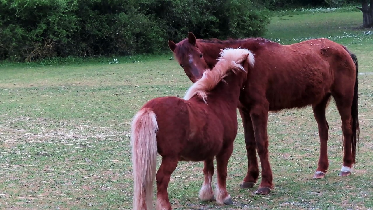 Chevaux en liberté