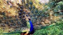 Peacock saund peacock video  peacock call