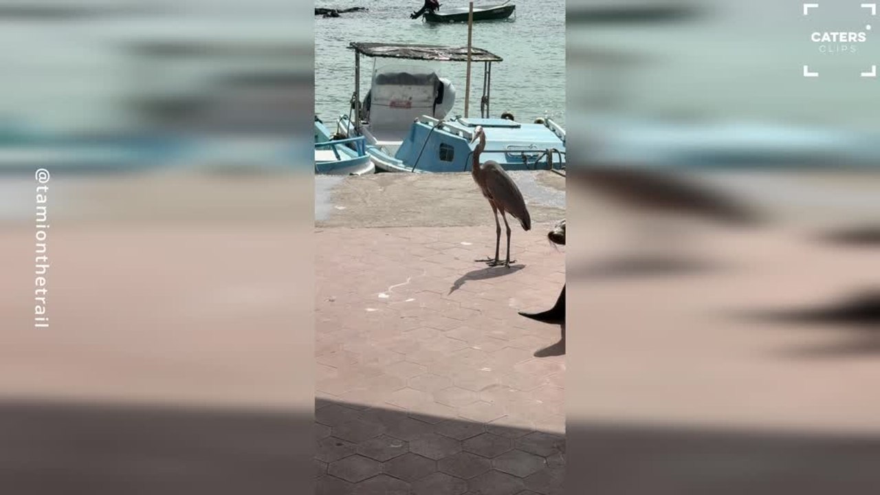 Sea Lion Waits Patiently for Snack at Fish Market