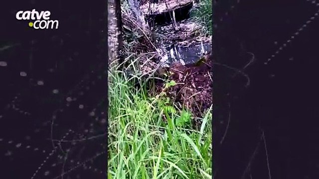 Moradores reclamam de esgoto vazando no Belmont em Cascavel