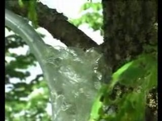 Installation arboretum Nadine