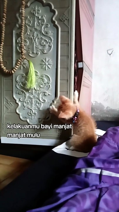 kucing manjat