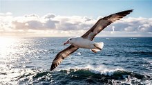 Albatross Ocean Glide