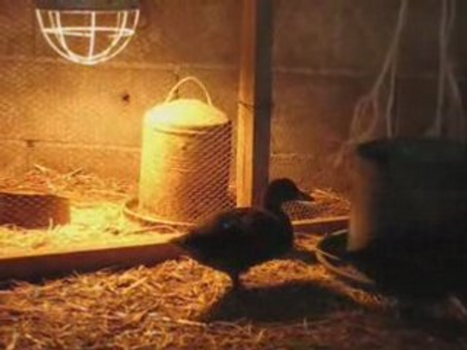 FERME