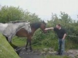 Chevaux au galop