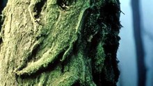 Haunted Hoia Baciu Forest - True Ghost Stories