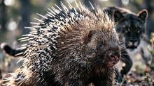 Porcupine Defense Spike Attack
