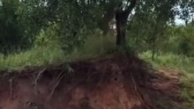 The tree wont save you.  #fyp #viral #animals #leopard #cat #cats #bigcat #funny #fypシ #shorts #yt