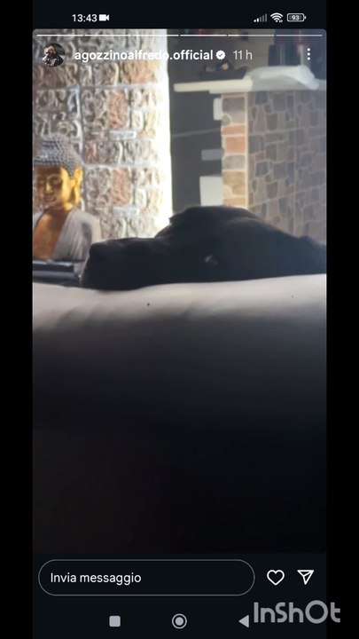 Agozzino Alfredo story con i suoi cani e il piccolo Arnold cieco