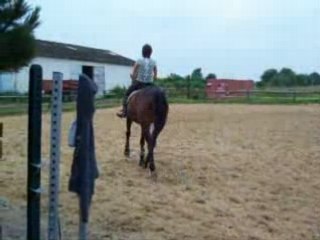 Quix normale trot/galop droite