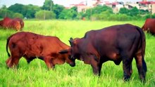 FARM ANIMALLIFE