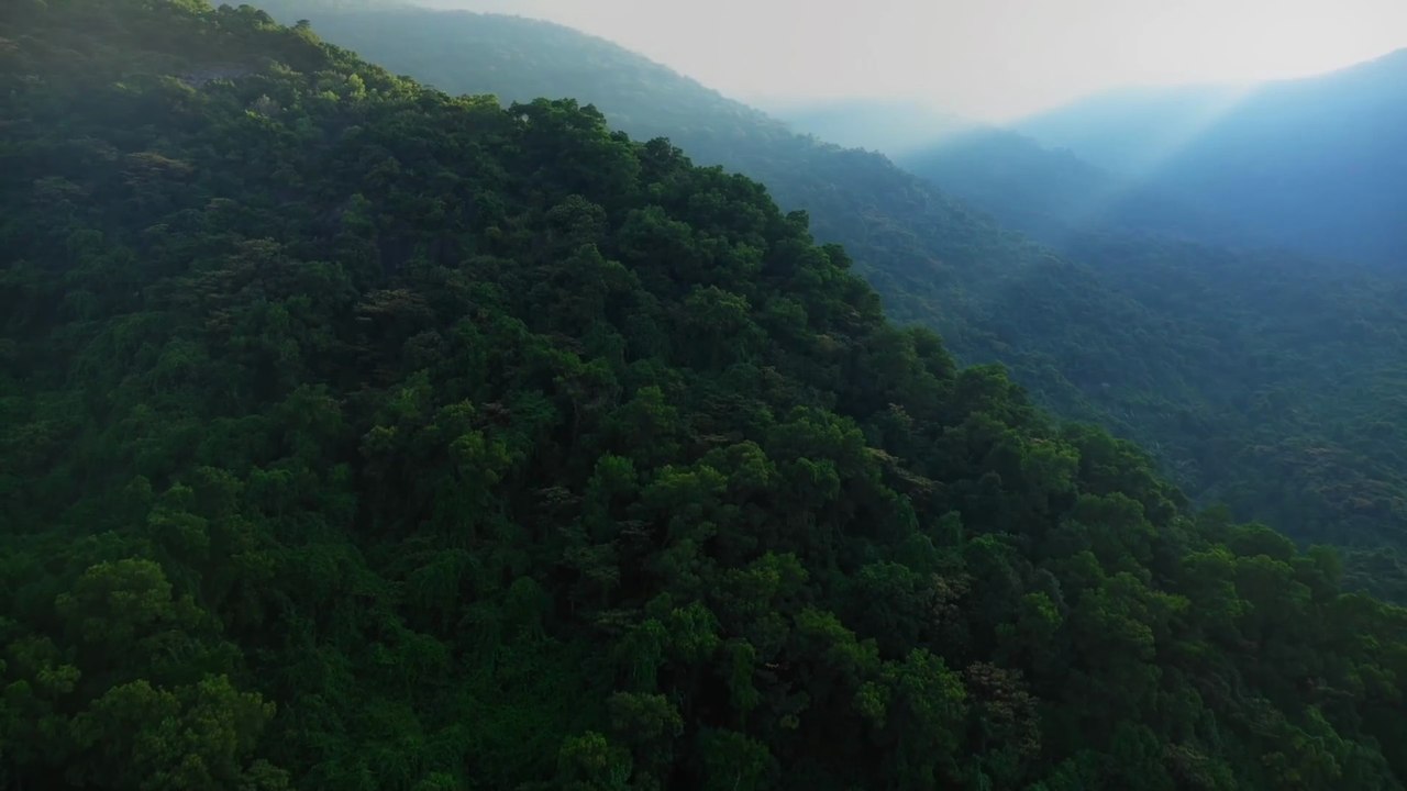 Why Is Amazon Rainforest Called the “Lungs of the Earth”?