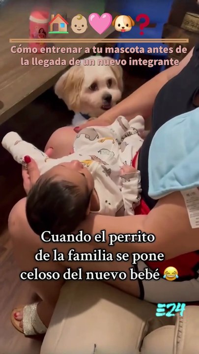🏡👶❤️🐶❓️ Cómo entrenar a tu mascota antes de la llegada de un nuevo integrante.
