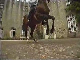 Cheval - Galop en Arrière