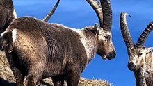 Powerful ibex high above mountains
