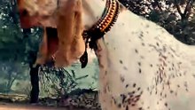 Makhi Cheeni goat birth little beautiful cute babies