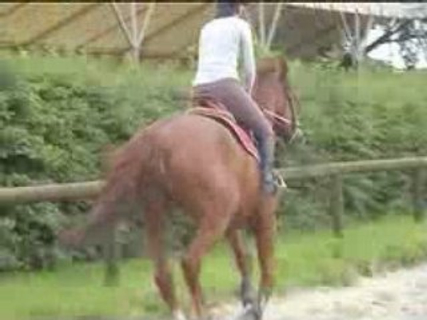 Cheval Kama - 10 ans
