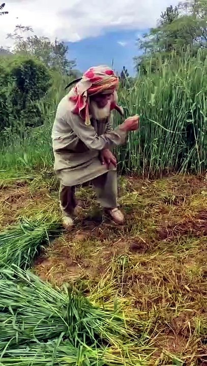 Super Satisfying Grass Cutting