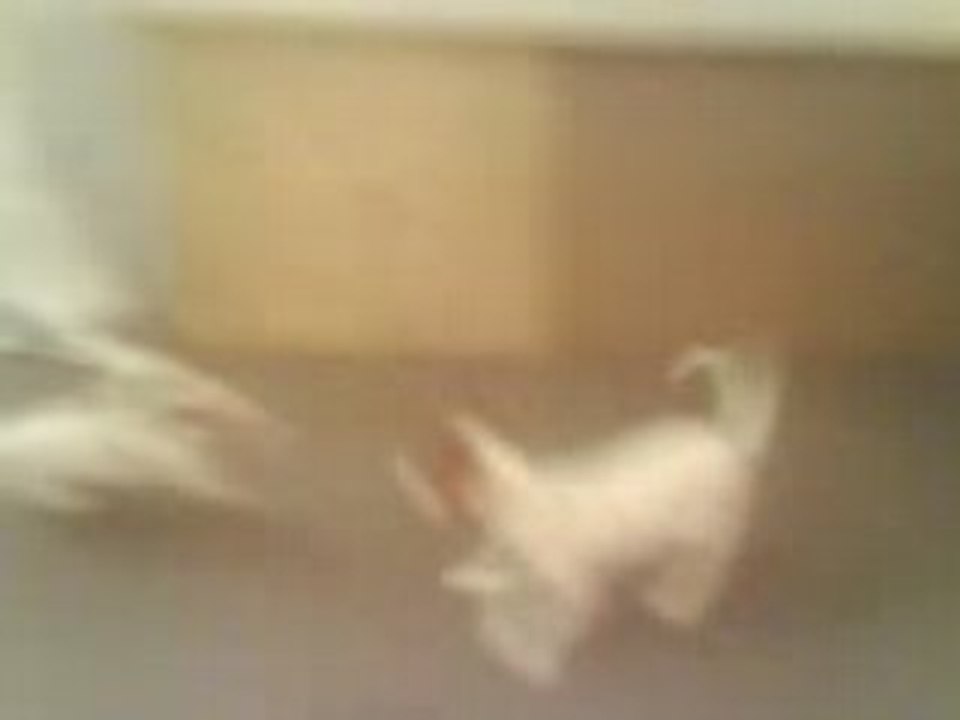 Choufy et Chiki au magasin