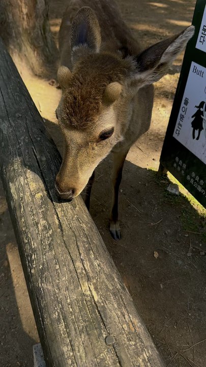 Un instant suspendu au Japon ! 🌸🇯🇵