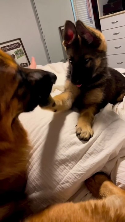 Funny German shepherd,Cute German shepherd dog, Sweet German shepherd dog puppy🤣🤣🤣🤣🤣