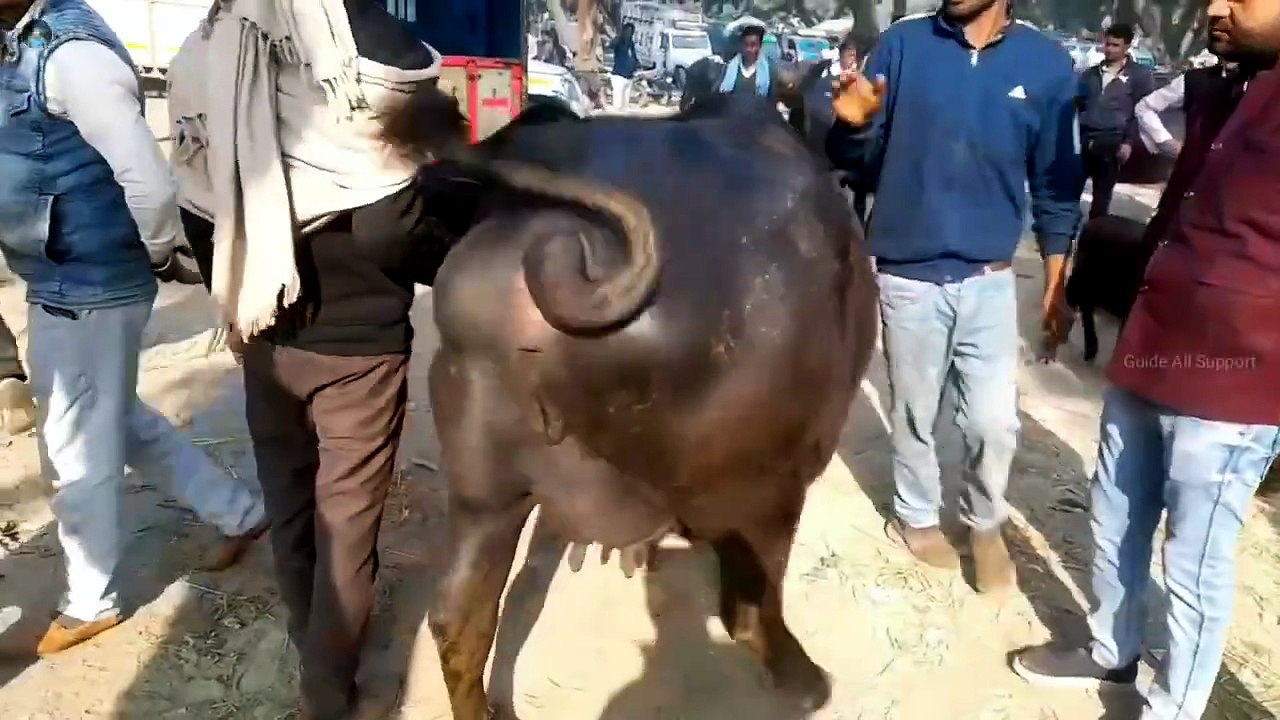 बिलासपुर भैंस बाजार | pashu mandi | pashu mandi khanna 2024