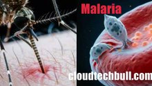 Malaria: More Than Just a Fever? Here’s What You Need to Know