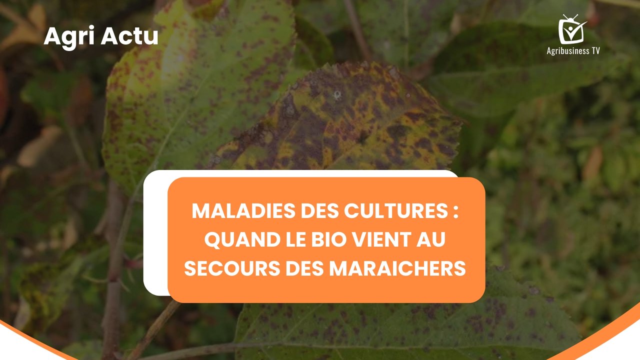 Agri Astuce : Maladies des cultures, quand le bio vient au secours des maraichers