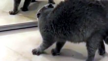 The Glitch in the Feline Matrix: Best Mirror Reactions