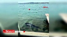 Ayvalık sahilinde Akdeniz foku görüntülendi