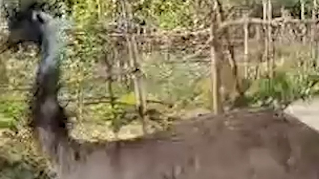 अयोध्या में दिखा ऑस्ट्रेलिया का दुर्लभ पक्षी