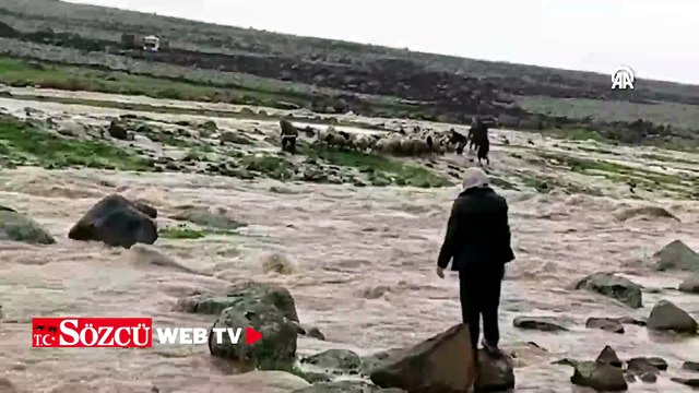 Şanlıurfa'da debisi yükselen derede mahsur kalan çoban ve koyunlar kurtarıldı