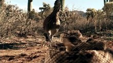 Roadrunner vs Rattle Snake