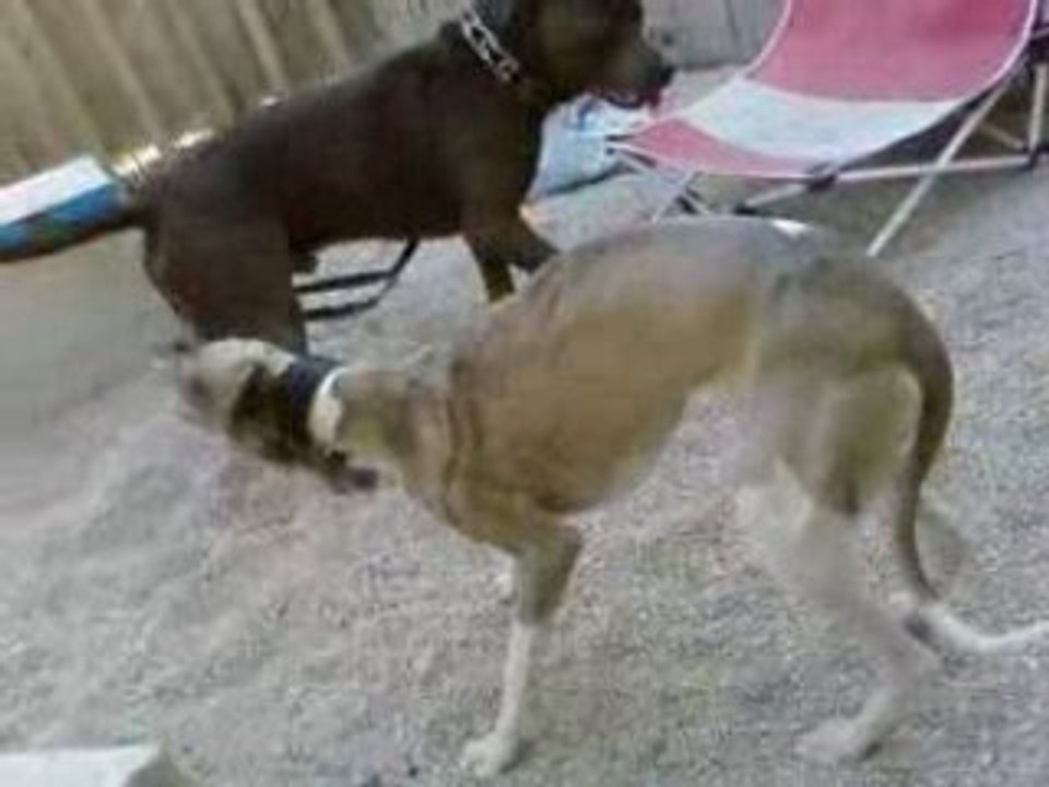 Prince et ulken ...4