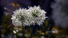 Close Up View Of White Allium Flowers In Bloom