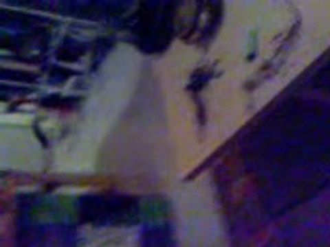 chat qui rapporte la balle