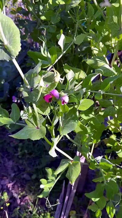 Pea plant and flowers