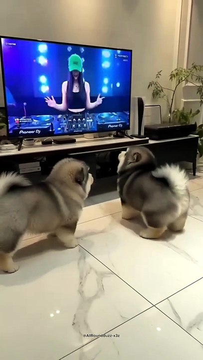 Puppies vs. The Beat: The Fluffiest Rave You’ll Ever See! 🎧
