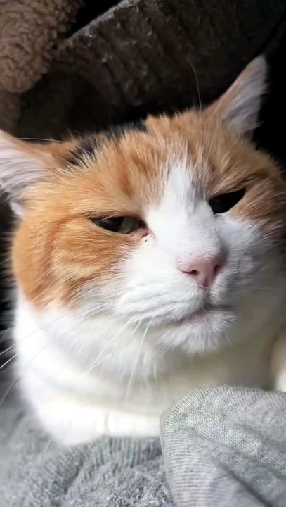 Cute Cat Sleeping Peacefully Beside Me 🐱💤