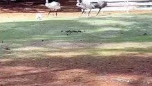 Chased by 3 raptors